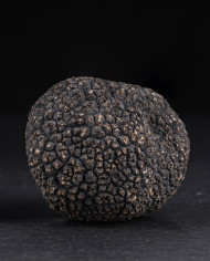 Fresh whole black Australian truffles