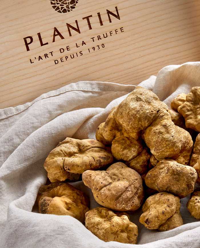Truffe blanche d'Alba fraîche 15g |  PLANTIN - L'art de la truffe