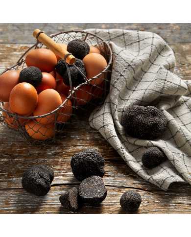 Morceaux de truffes noires fraîches 50g   |  PLANTIN