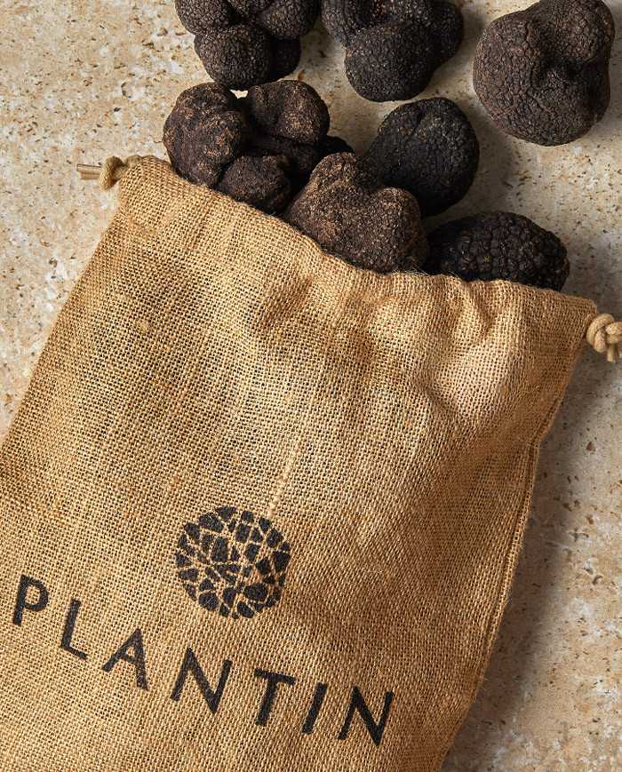 Périgord black truffle