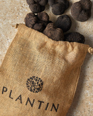 Périgord black truffle