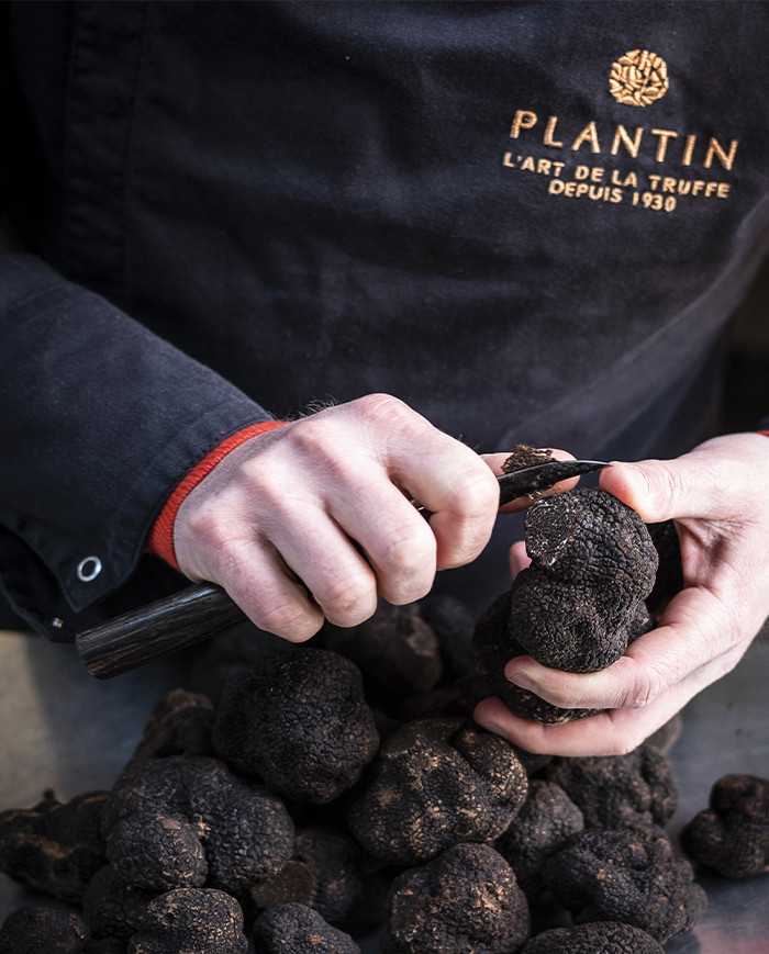 Périgord black truffle