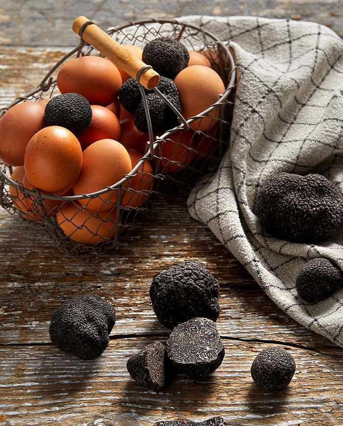 Truffe Noire du Périgord - Plantin L'art de la Truffe