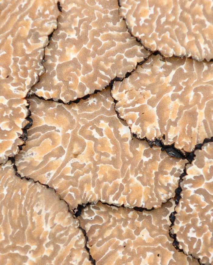 Truffe d'été fraîche |  PLANTIN  - L'art de la truffe