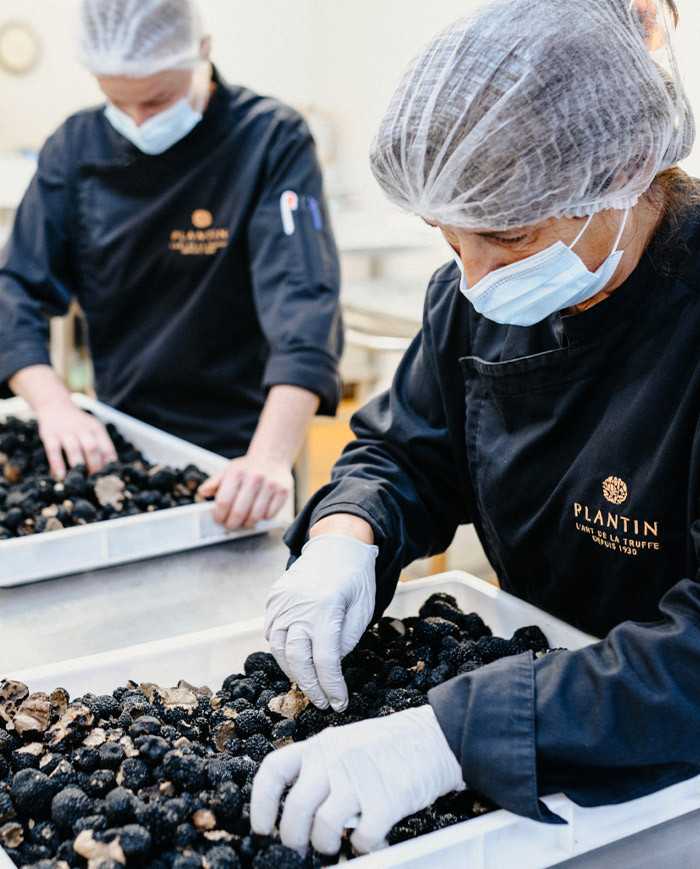 Truffe d'été fraîche |  PLANTIN  - L'art de la truffe