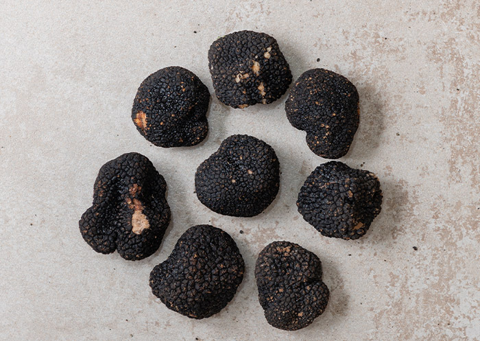 truffe blanche plantin