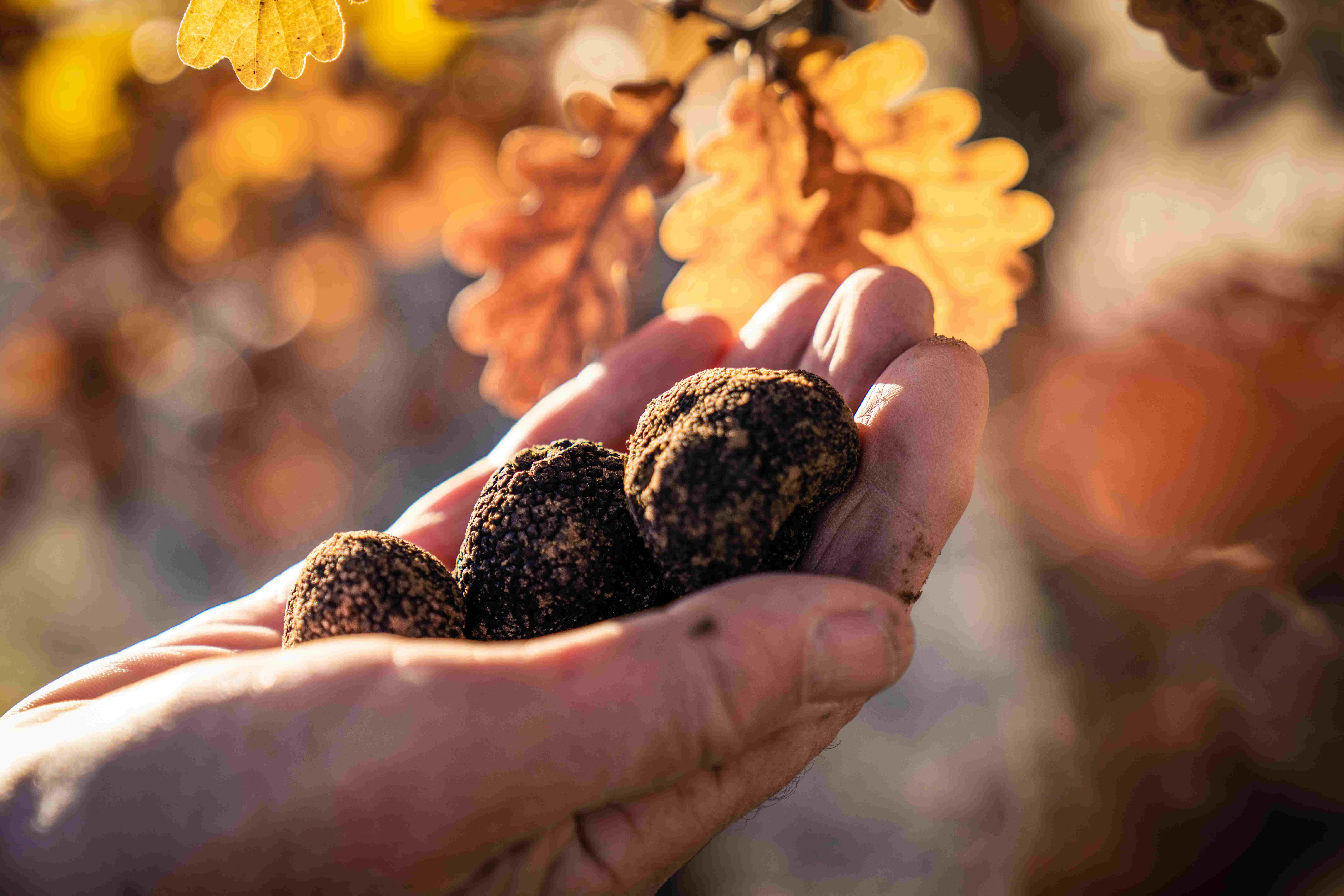 Déguster la truffe