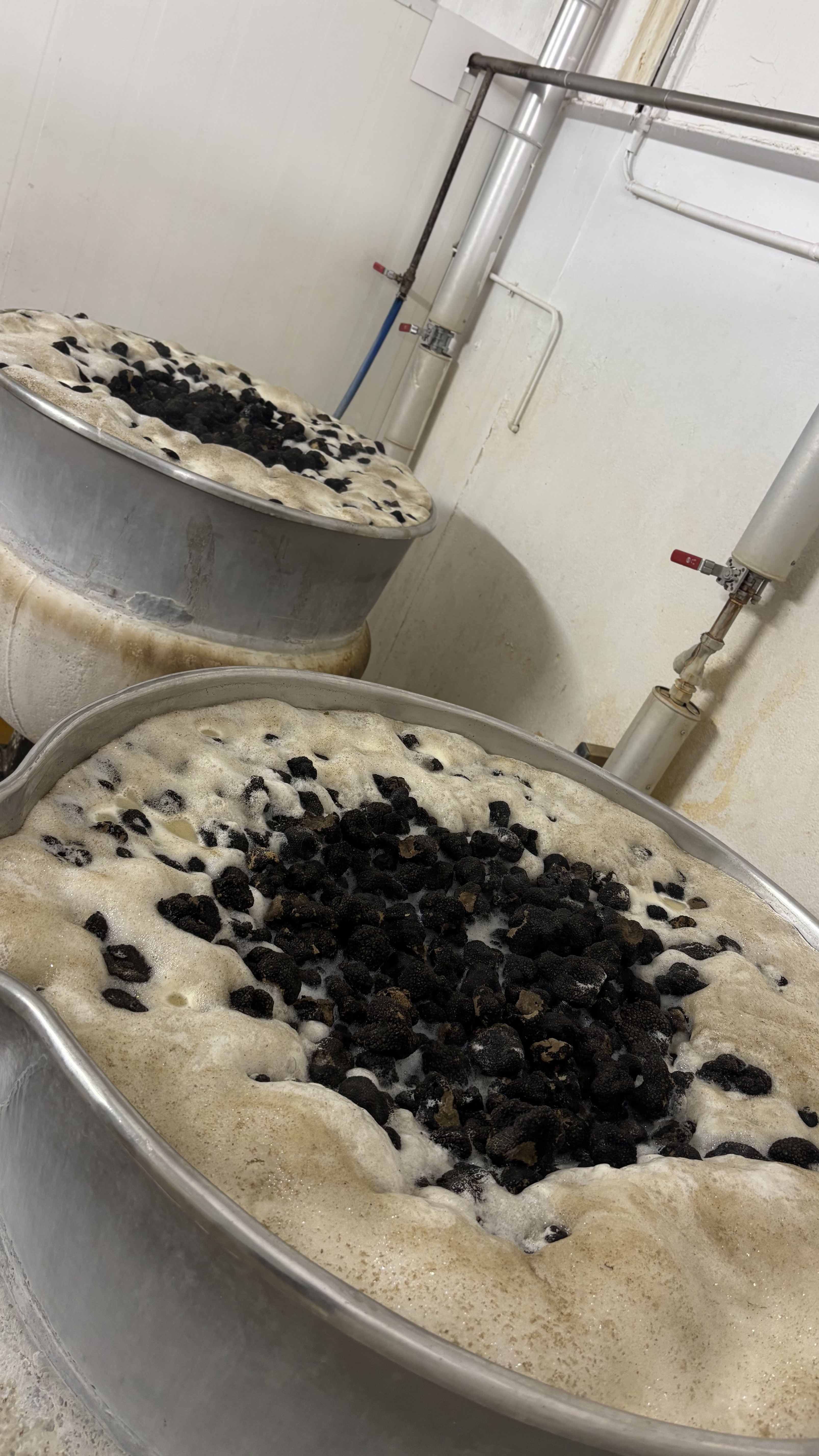Nettoyage des truffes de Bourgogne dans les ateliers PLANTIN